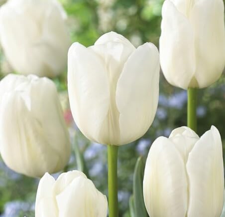 White Tulip Flower Seeds – Heirloom Non-GMO Organic Garden Seeds