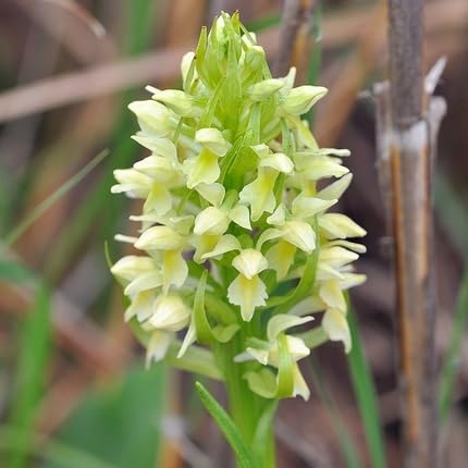 Yellow Dactylorhiza Flower Seeds – Heirloom Non-GMO High Germination Organic Garden Seeds