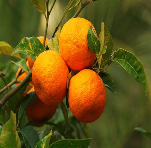 Orange Seeds – Heirloom, Non-GMO, High Germination Organic Garden Seeds