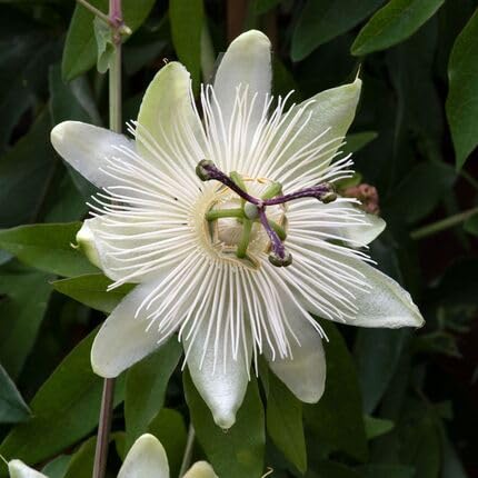 white passiflora flower seeds