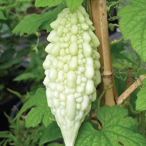 Semillas de melón amargo – Antiguas, sin OMG, alta germinación, siembra de semillas de jardín orgánicas