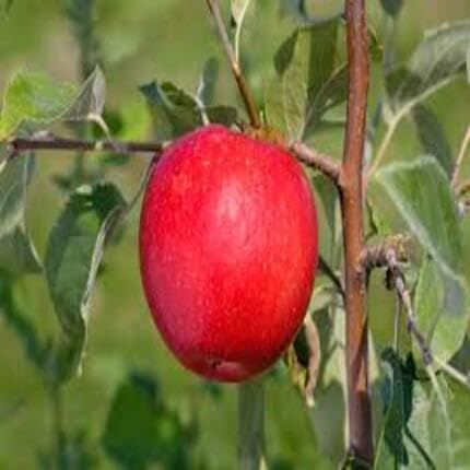 Apple Seeds Red – Heirloom, Non-GMO, High Germination Organic Garden Seeds