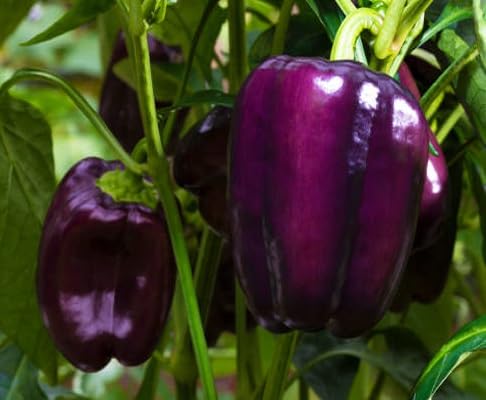 Purple Pepper Seeds – Heirloom, Non-GMO, High Germination Organic Garden Seeds Planting
