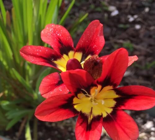 Red Sparaxis Flower Seeds – Heirloom, Non-GMO, High Germination Organic Garden Seeds