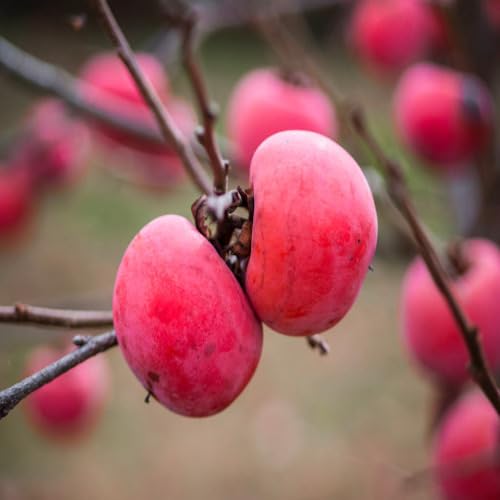 Pink Kaki Permission Seeds – Heirloom, Non-GMO, High Germination Organic Garden Seeds