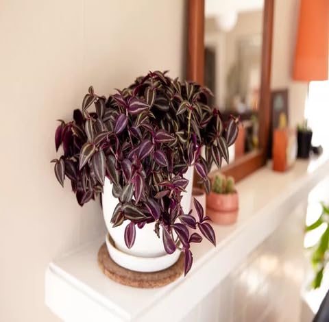 green purple flower seeds