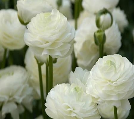 Snowdrop Flower Seeds for Planting – Heirloom, Non-GMO, High Germination Organic Garden Seeds