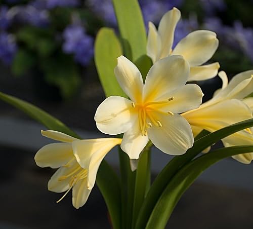 Yellow Clivia Flower Seeds – Heirloom, Non-GMO, High Germination Organic Garden Seeds