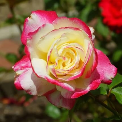 Yellow Pink Rose Flower Seeds Heirloom Non-GMO High Germination Organic Garden Seeds for Planting