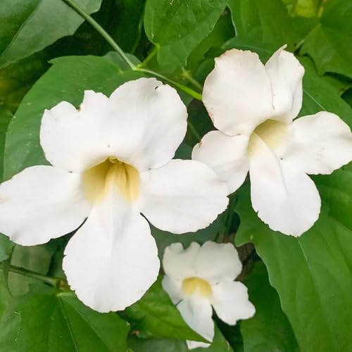 Thunbergia Flower Seeds Heirloom Non-GMO High Germination Organic Garden Seeds for Planting