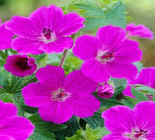 Pink Rozanne Flower Seeds Heirloom Non-GMO High Germination Organic Garden Seeds for Planting