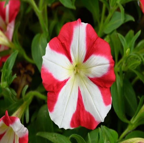 Surfinia Flower Seeds – Heirloom, Non-GMO, High Germination Organic Garden Seeds for Planting