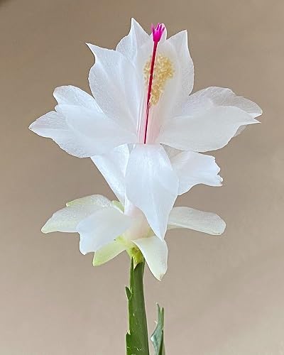 White Schlumbera Flower Seeds for Planting – Heirloom, Non-GMO, High Germination Organic Garden Seeds