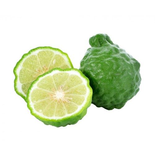 Green Bergamot Seeds Heirloom Non-GMO High Germination Organic Garden Seeds for Planting