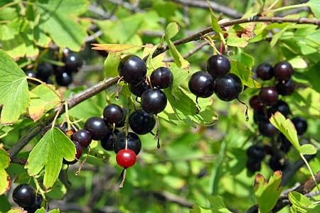 Jostabeeren-Samen Schwarz – Alte Sorte, gentechnikfrei, hohe Keimfähigkeit, Bio-Gartensamen