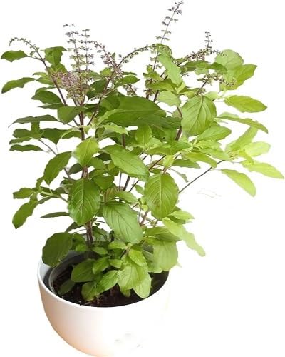Green Tulsi Basil Plant Seeds Heirloom Non-GMO High Germination Organic Garden Seeds for Planting