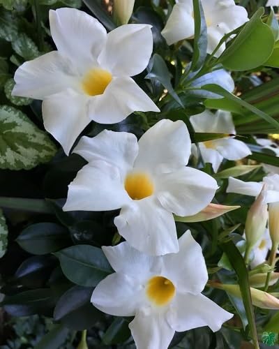 Semillas de flor Dipladenia blanca, reliquia, sin OMG, alta germinación, semillas orgánicas para jardín