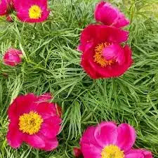 fern leaf flower seeds