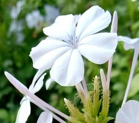 Plumbago Flower Seeds – Heirloom, Non-GMO, High Germination Organic Garden Seeds for Planting Seeds for Planting