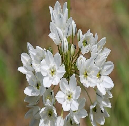 Weiße Brodiaea Blumensamen – Historisch, gentechnikfrei, keimstark, Bio-Gartensamen zum Pflanzen