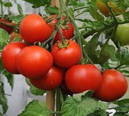 Tomaten Grüne Samen – Alte Sorte, gentechnikfrei, keimstarke Bio-Gartensamen