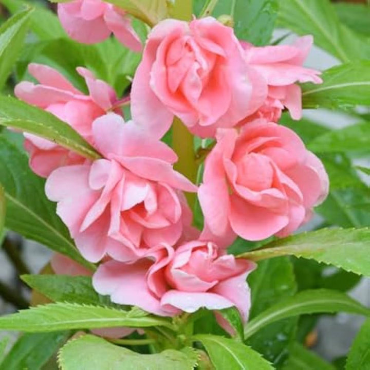 Light Pink Balsam Flower Seeds for Planting – Heirloom Non-GMO High Germination Seeds