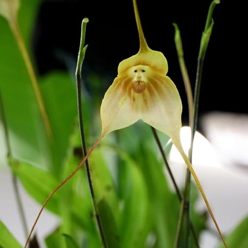 yellow monkey flower seeds