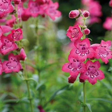 Penstemon Flower Seeds Pink – Heirloom, Non-GMO, High Germination Seeds