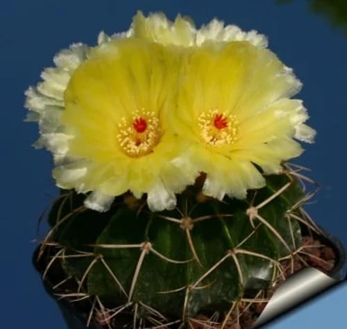 Yellow Melocactus Flower Seeds – Heirloom, Non-GMO, High Germination Organic Seeds