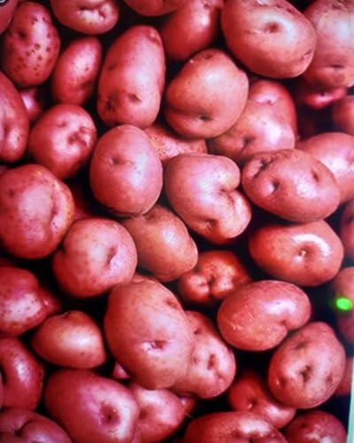 Rote Kartoffelsamen – Alte Sorte, gentechnikfrei, keimstark, Bio-Gartensamen zur Pflanzung