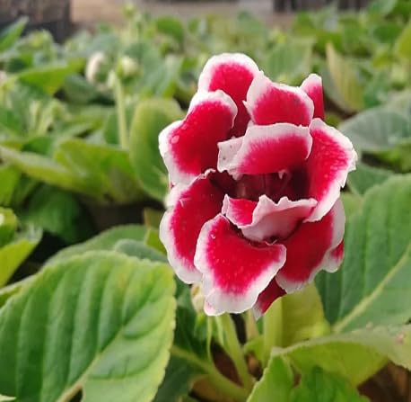 Gloxinia Flower Seeds – Heirloom, Non-GMO, High Germination Organic Garden Seeds for Planting