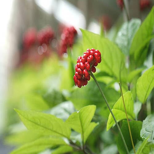 Red Ginseng Melon Seeds – Heirloom, Non-GMO, High Germination Organic Garden Seeds