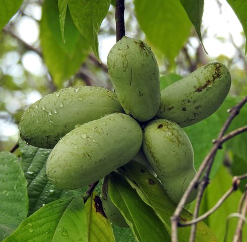 Grüne Papaya Samen – Alte Sorte, gentechnikfrei, hohe Keimfähigkeit, Bio-Gartensamen