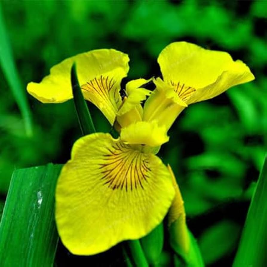 rare iris flower seeds