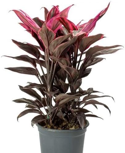 red dracaena flower seeds