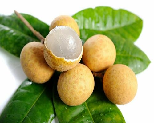 Longan Seeds Brown Heirloom Non-GMO High Germination Organic Garden Seeds for Planting