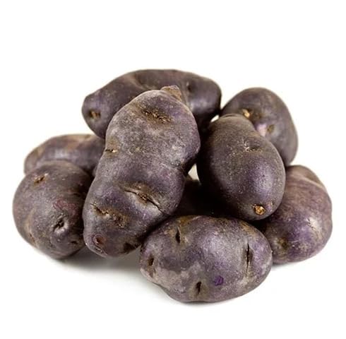 Purple Giant Potato Seeds – Heirloom, Non-GMO, High Germination Organic Garden Seeds Planting