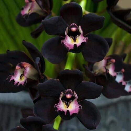 Cymbidium Flower Seeds Black – Heirloom Non-GMO High Germination Seeds