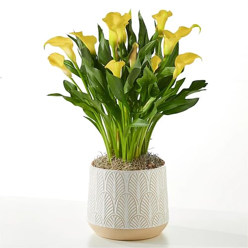 Yellow Calla Lilly Flower Seeds – Heirloom, Non-GMO, High Germination Organic Garden Seeds for Planting