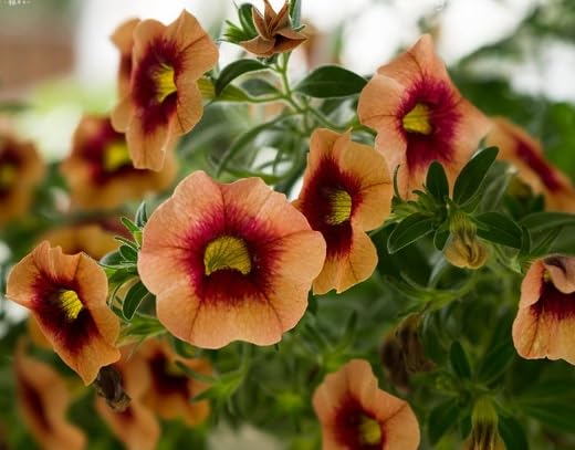 Calibrachoa Flower Seeds Green – Heirloom, Non-GMO, High Germination Organic Garden Seeds for Planting, Seeds for Planting