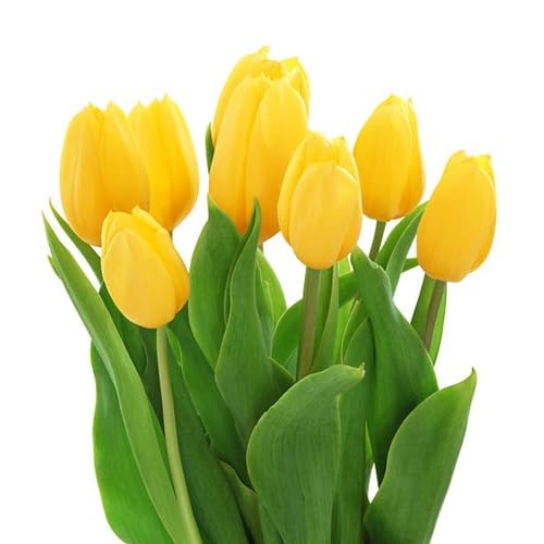Yellow Tulip Flower Seeds Heirloom Non-GMO High Germination Organic Garden Seeds