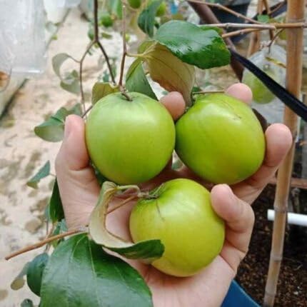 Green Jojoba Seeds – Heirloom, Non-GMO, High Germination Organic Garden Seeds