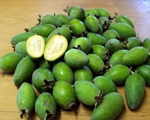Feijoa Seeds Heirloom Non-GMO High Germination Organic Garden Seeds for Planting
