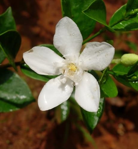 White Wrightia Flower Seeds Heirloom Non-GMO High Germination Organic Garden Seeds