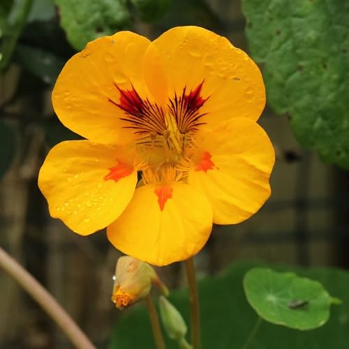 Yellow Tropaeolum Flower Seeds Heirloom Non-GMO High Germination Organic Garden Seeds