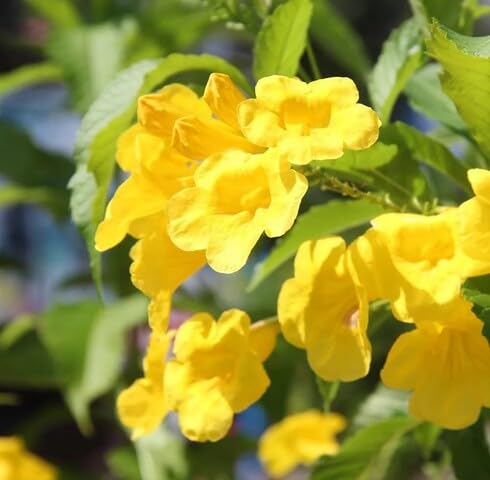Yellow Tecoma Flower Seeds Heirloom Non-GMO High Germination Organic Garden Seeds for Planting
