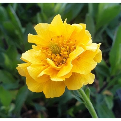 Yellow Stratheden Flower Seeds Heirloom Non-GMO High Germination Organic Garden Seeds