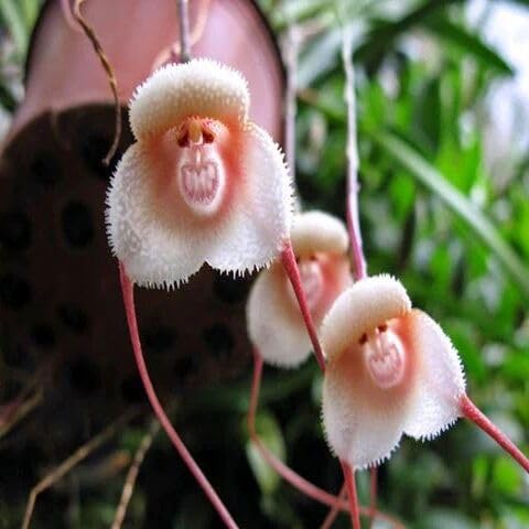 Monkey Face Orchid Plant Seeds – Heirloom, Non-GMO, High Germination Organic Garden Seeds for Planting