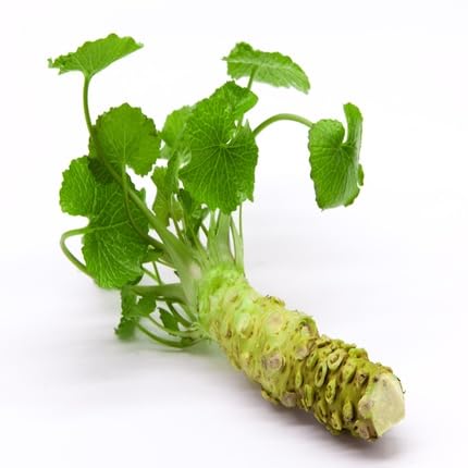 Grüne Wasabi-Samen – Alte Sorte, gentechnikfrei, hohe Keimfähigkeit, Bio-Gartensamen zur Aussaat