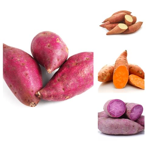 Mixed Sweetpotato Seeds – Heirloom, Non-GMO, High Germination Organic Garden Seeds Planting